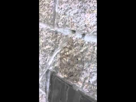 砖墙漏水 芝加哥买房