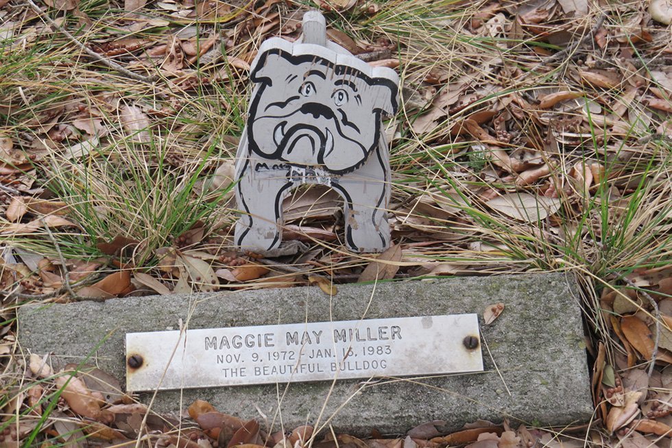 买房芝加哥宠物院子省钱